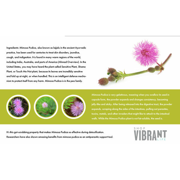 Para 1 (Mimosa Pudica) - Shop Vibrant Life